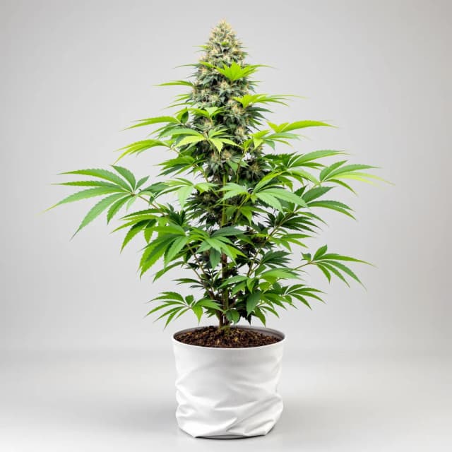 Embalaje de semillas de cannabis Black Demon OG — Royal King Seeds España