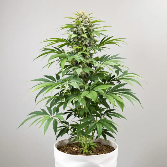 Embalaje de semillas de cannabis Black Domina — Royal King Seeds España