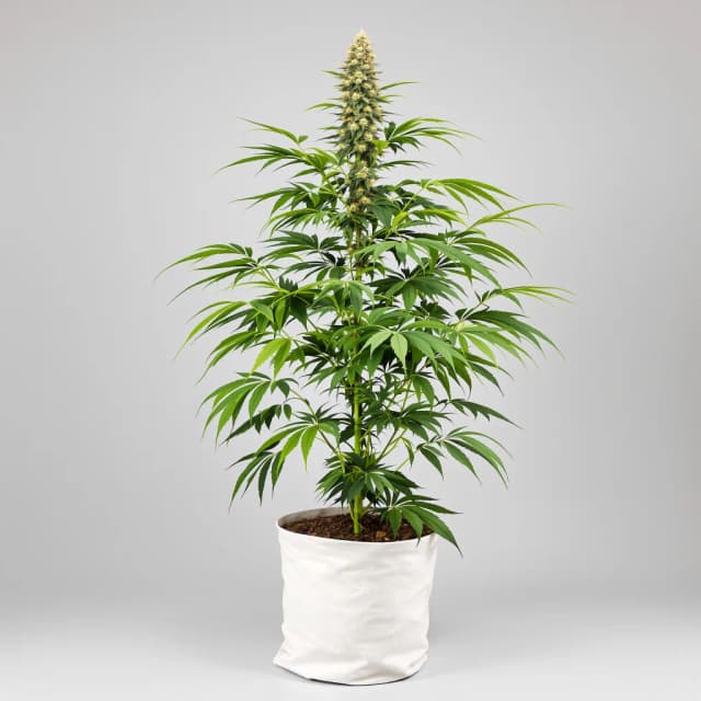 Embalaje de semillas de cannabis Black Jack — Royal King Seeds España