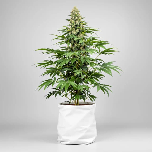 Embalaje de semillas de cannabis Black Rose — Royal King Seeds España