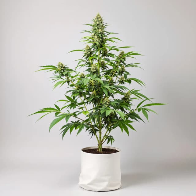 Embalaje de semillas de cannabis Black Russian — Royal King Seeds España