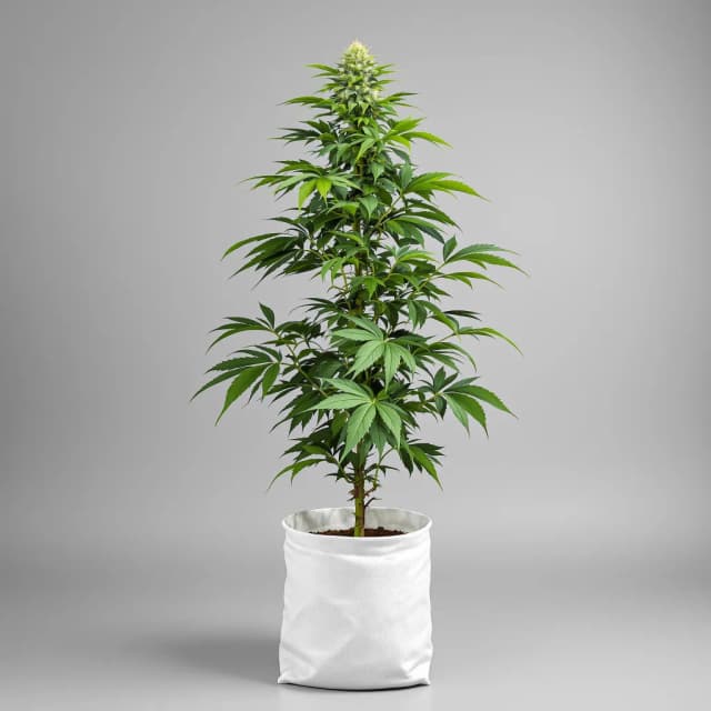 Embalaje de semillas de cannabis Black Tuna — Royal King Seeds España