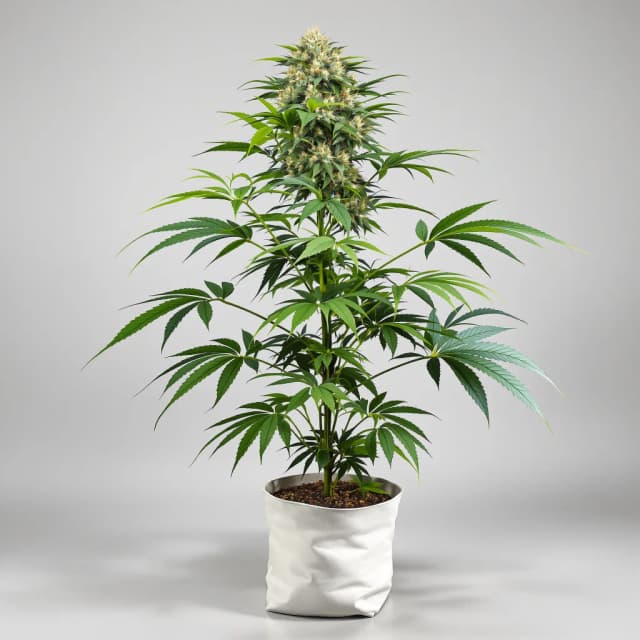 Embalaje de semillas de cannabis Black Water Purple OG Cheese — Royal King Seeds España