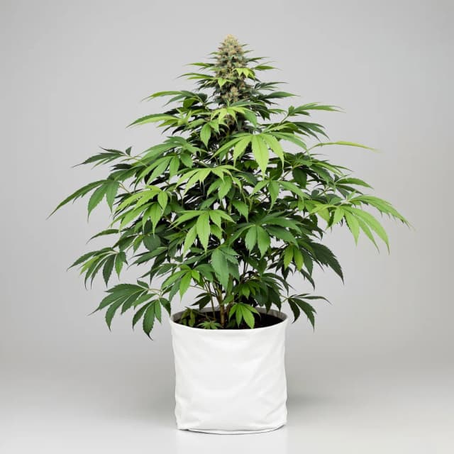 Embalaje de semillas de cannabis Black Widow — Royal King Seeds España