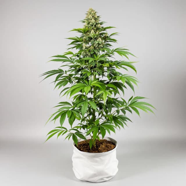 Embalaje de semillas de cannabis Blackberry Cream — Royal King Seeds España