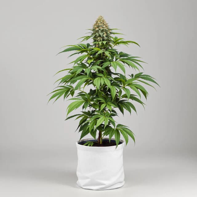 Embalaje de semillas de cannabis Blackberry Hashplant — Royal King Seeds España