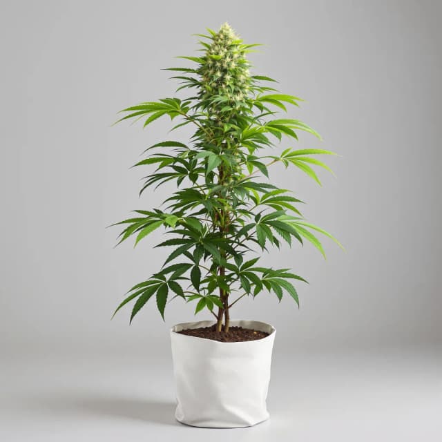 Embalaje de semillas de cannabis Blackberry Kush — Royal King Seeds España