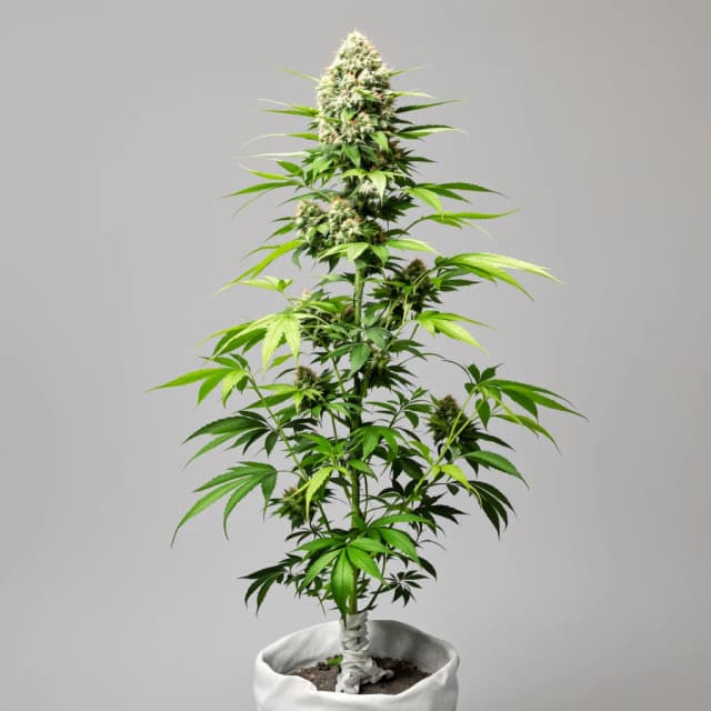 Embalaje de semillas de cannabis Blackberry Pie — Royal King Seeds España