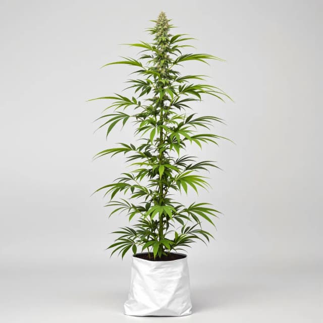 Embalaje de semillas de cannabis Blob OG — Royal King Seeds España
