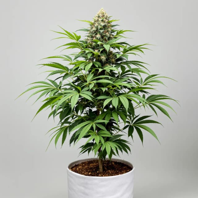 Embalaje de semillas de cannabis Bloos Kloos — Royal King Seeds España