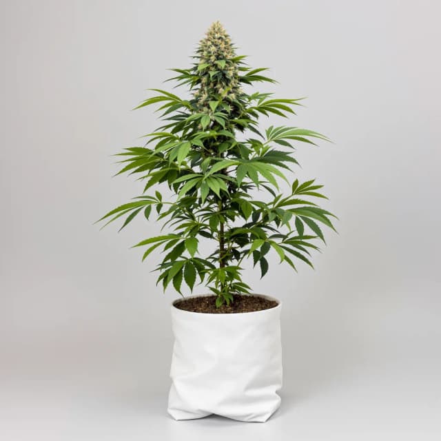 Embalaje de semillas de cannabis Blue Alien — Royal King Seeds España