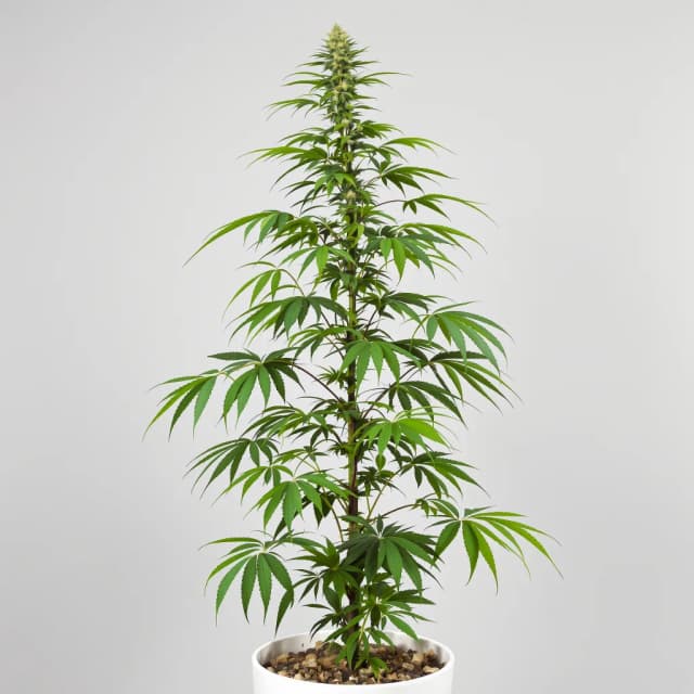 Embalaje de semillas de cannabis Blue Amnesia — Royal King Seeds España