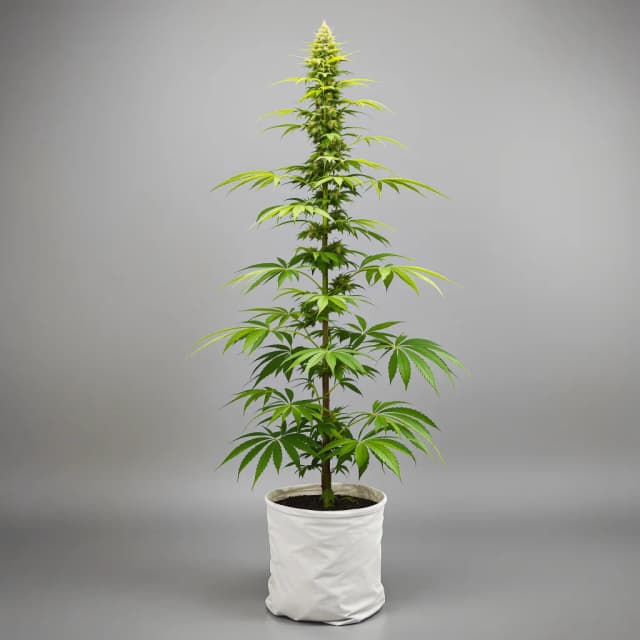Embalaje de semillas de cannabis Blue Amnesia — Royal King Seeds España