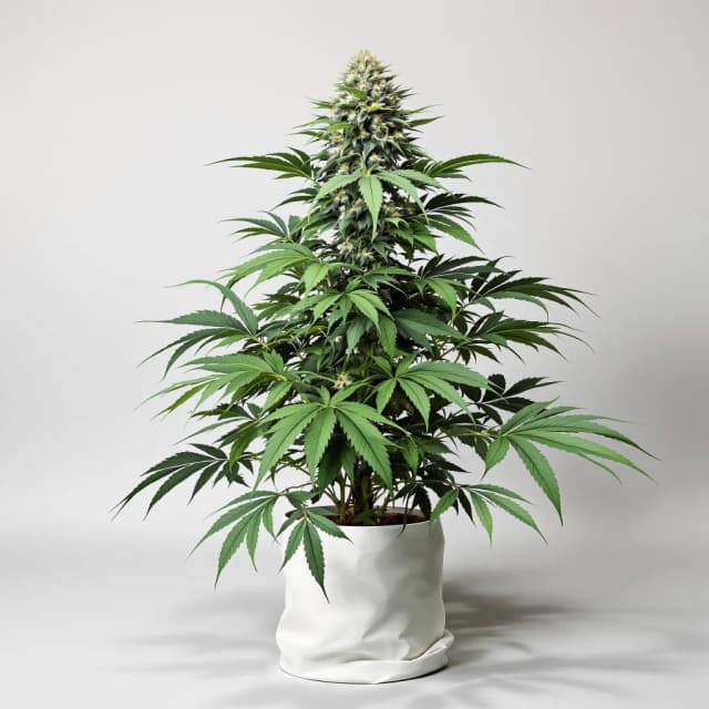 Embalaje de semillas de cannabis Blue Blood — Royal King Seeds España
