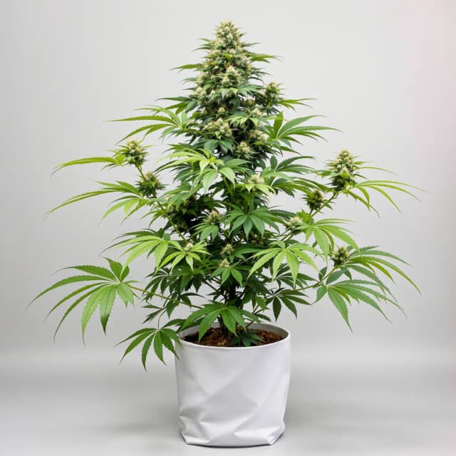 Embalaje de semillas de cannabis Blue Cheese — Royal King Seeds España