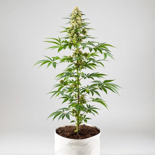 Embalaje de semillas de cannabis Blue Cheese — Royal King Seeds España