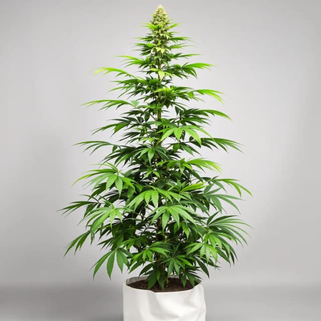 Embalaje de semillas de cannabis Blue Cinex — Royal King Seeds España