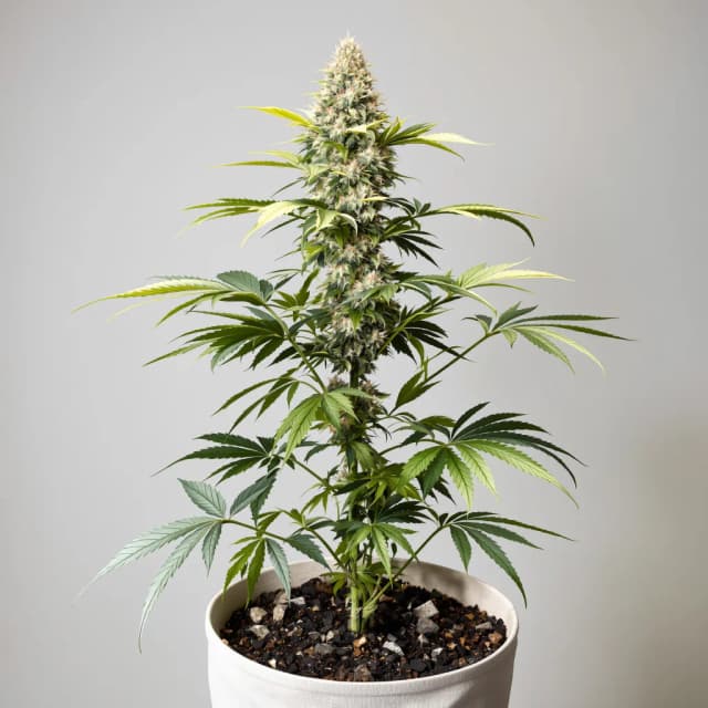 Embalaje de semillas de cannabis Blue Cookies — Royal King Seeds España