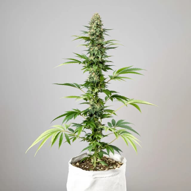 Embalaje de semillas de cannabis Blue Cookies — Royal King Seeds España