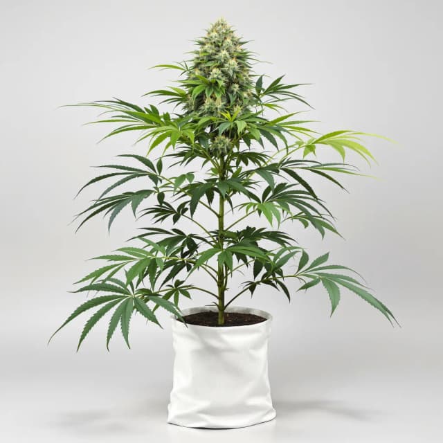 Embalaje de semillas de cannabis Blue Diesel — Royal King Seeds España