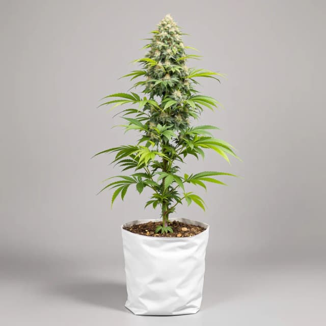 Embalaje de semillas de cannabis Blue Dragon — Royal King Seeds España