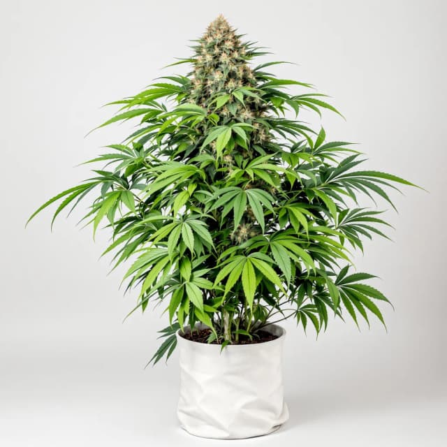 Embalaje de semillas de cannabis Blue Dynamite — Royal King Seeds España