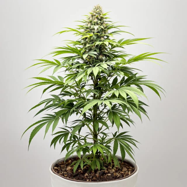 Embalaje de semillas de cannabis Blue Fruit — Royal King Seeds España
