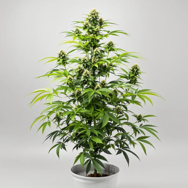 Embalaje de semillas de cannabis Blue Galaxy — Royal King Seeds España
