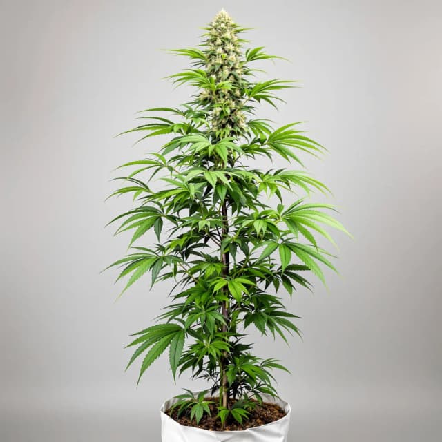 Embalaje de semillas de cannabis Blue Kiss — Royal King Seeds España