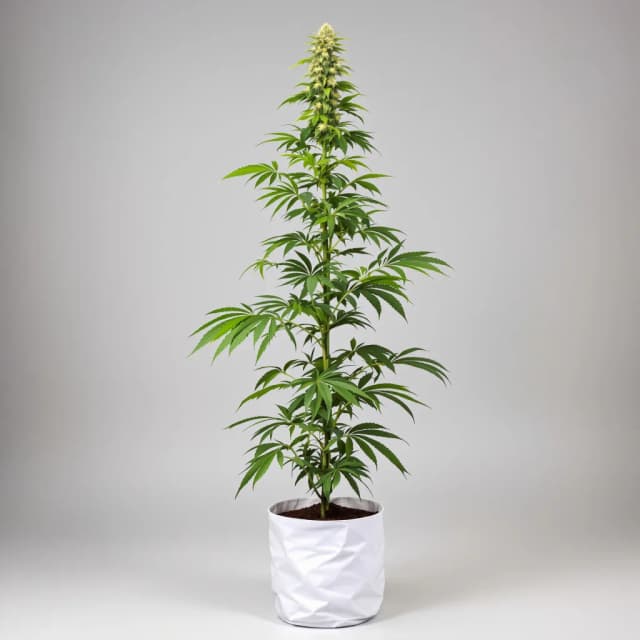 Embalaje de semillas de cannabis Blue Kiss — Royal King Seeds España