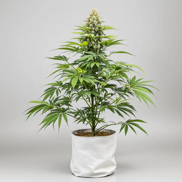 Embalaje de semillas de cannabis Blue Knight — Royal King Seeds España