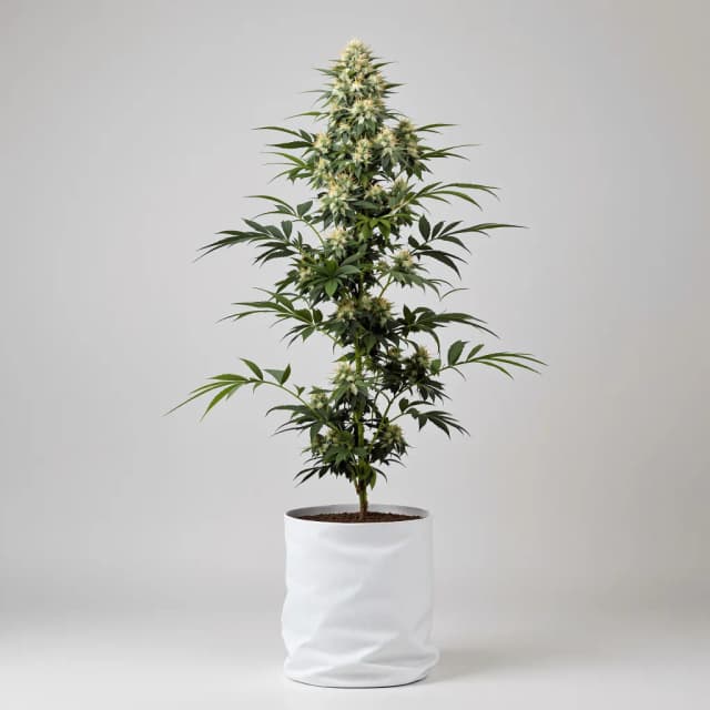 Embalaje de semillas de cannabis Blue Kush — Royal King Seeds España