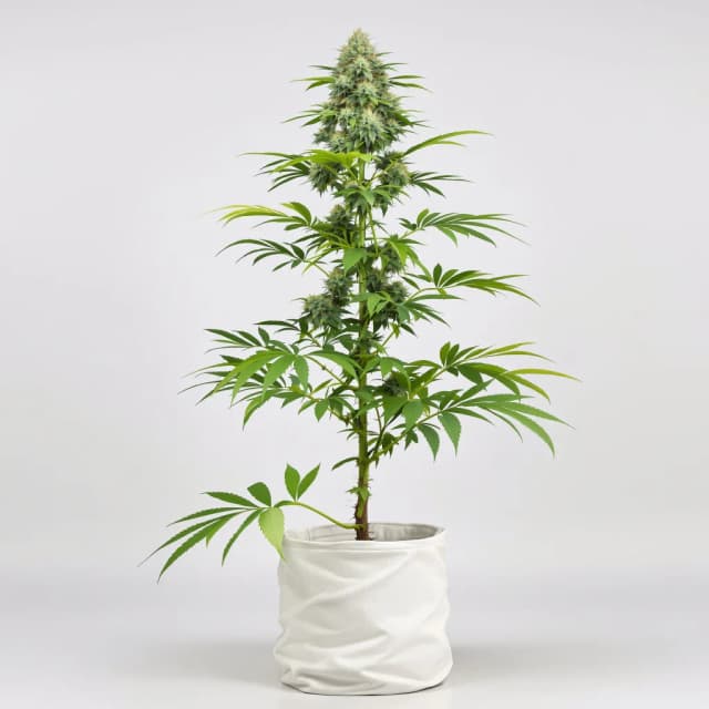 Embalaje de semillas de cannabis Blue Kush — Royal King Seeds España
