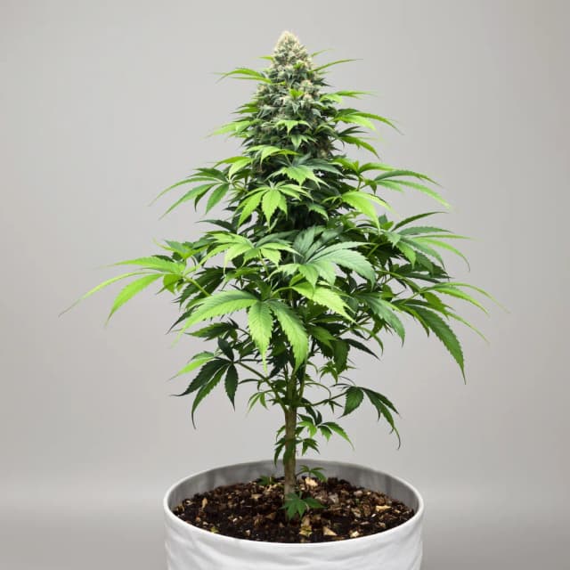 Embalaje de semillas de cannabis Blue Lights — Royal King Seeds España