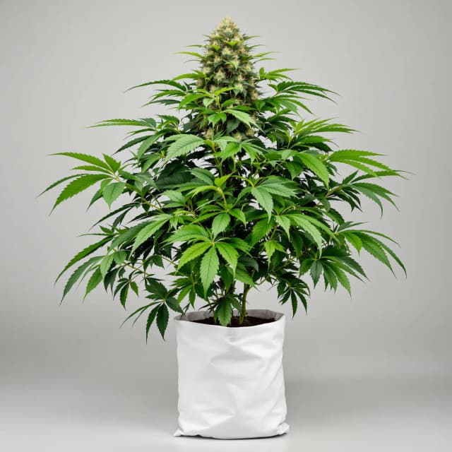 Embalaje de semillas de cannabis Blue Magoo — Royal King Seeds España