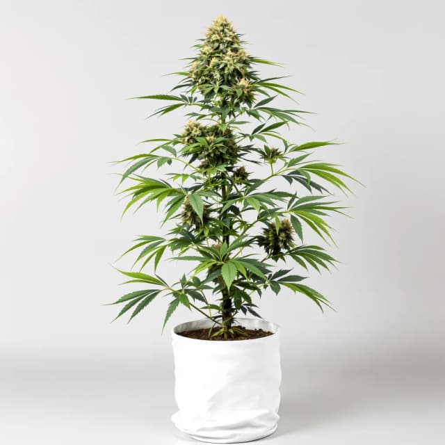 Embalaje de semillas de cannabis Blue Mango — Royal King Seeds España