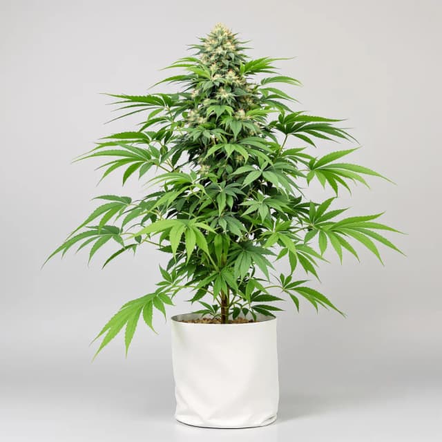 Embalaje de semillas de cannabis Blue Ox — Royal King Seeds España
