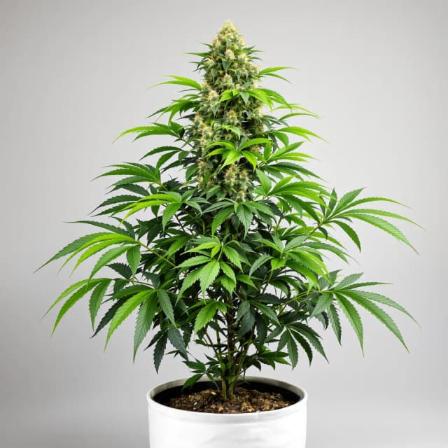 Embalaje de semillas de cannabis Blue Ox — Royal King Seeds España