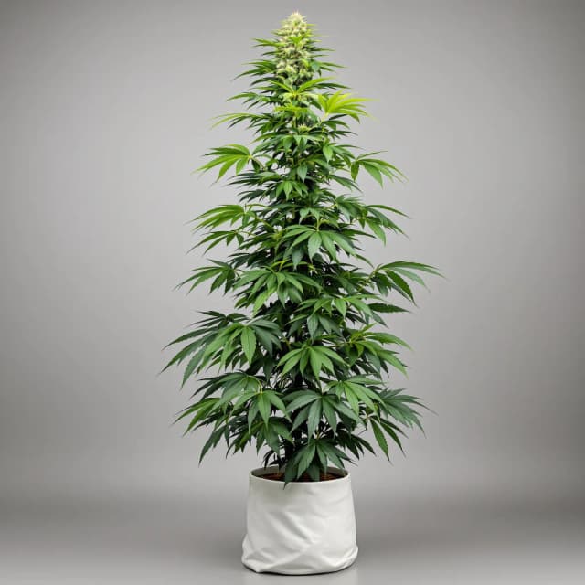 Embalaje de semillas de cannabis Blue Princess — Royal King Seeds España