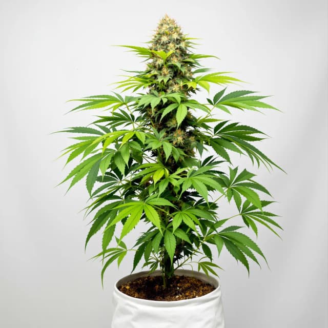 Embalaje de semillas de cannabis Blue Widow — Royal King Seeds España