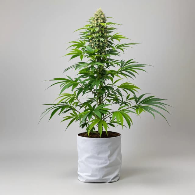 Embalaje de semillas de cannabis Blue Zkittlez — Royal King Seeds España