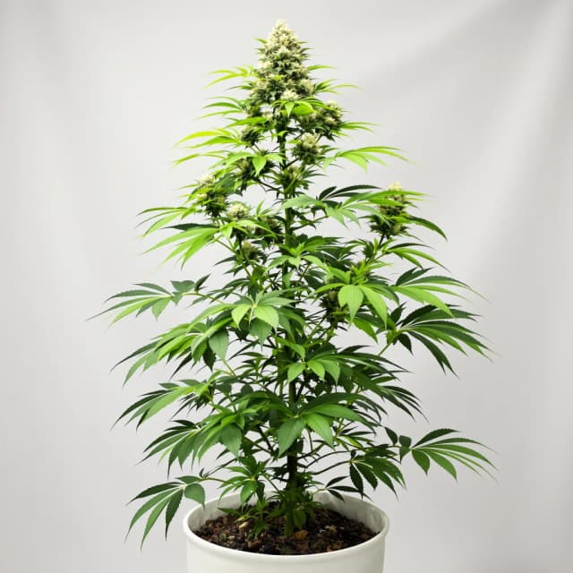 Embalaje de semillas de cannabis Blue Zushi — Royal King Seeds España