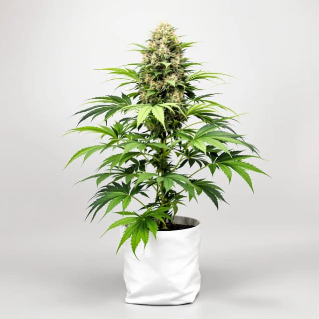 Embalaje de semillas de cannabis Blueberry Badazz OG — Royal King Seeds España