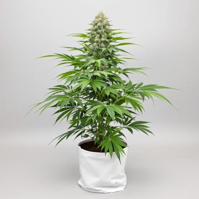 Embalaje de semillas de cannabis Blueberry Gusto — Royal King Seeds España