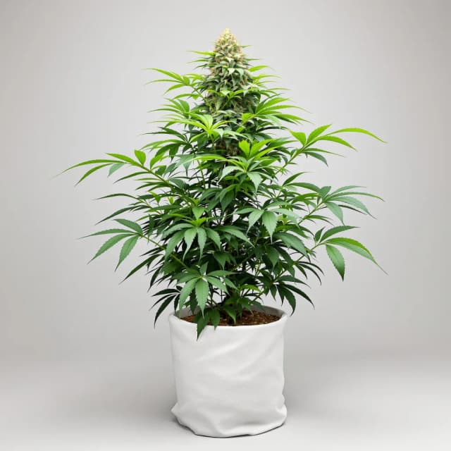 Embalaje de semillas de cannabis Blueberry Gusto — Royal King Seeds España