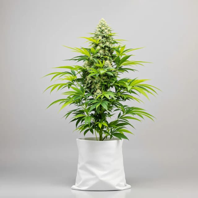 Embalaje de semillas de cannabis Blueberry Kush — Royal King Seeds España