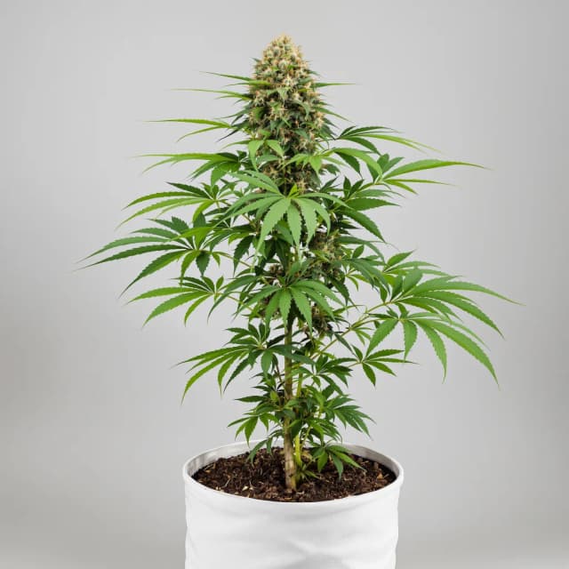 Embalaje de semillas de cannabis Blueberry Skunk — Royal King Seeds España