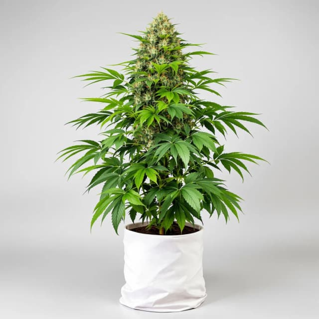 Embalaje de semillas de cannabis Blueberry Waltz — Royal King Seeds España