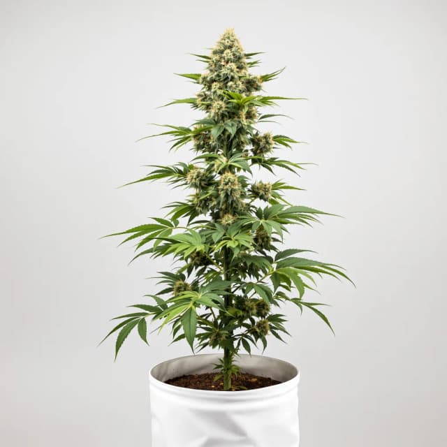 Embalaje de semillas de cannabis Blueberry Yum Yum — Royal King Seeds España
