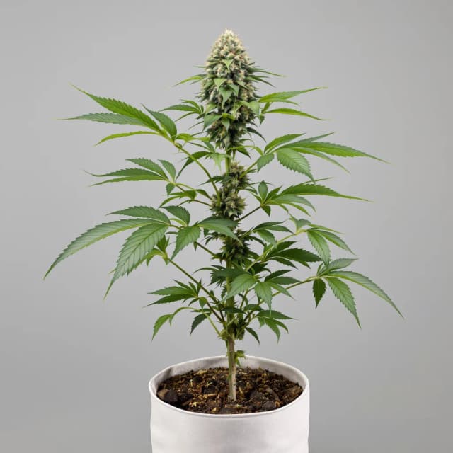 Embalaje de semillas de cannabis Brains Damage — Royal King Seeds España